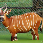 Bongo antelope