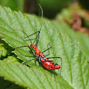 Milkweed Assassin Bug