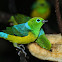 Blue-naped Chlorophonia