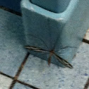 Unknown spotting