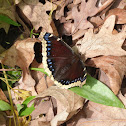 Mourning Cloak