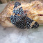 Red Cracker
