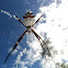 Argiope