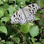 Paper Kite Butterfly