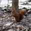 Eurasian Red Squirrel