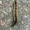 Cutworm