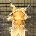 Southern Flannel Moth