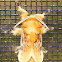 Southern Flannel Moth