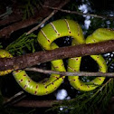 wagler pit viper