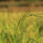 rice paddy fields