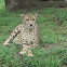 Cheetah
