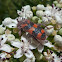 Bee-eating beetle, Bee-hive beetle