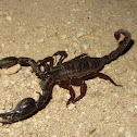 Red Scorpion