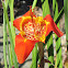 Tiger Flower