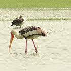 Painted Stork