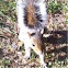 Grey squirrel