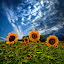 Trinity by Phil Koch - Nature Up Close Flowers ( summer. spring, natural light, vertical, wisconsin, photograph, sunflowers, environement, farmland, yellow, phil koch, leaves, spring, photography, sun, farm, love, nature, autumn, horizons, flowers, inspired, office, clouds, orange, green, twilight, agriculture, horizon, myhorizonart, scenic, morning, portrait, field, winter, red, seasons, national geographic, blue, serene, peace, fall, meadow, earth, sunrise, landscapes, floral, inspirational )
