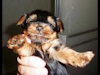 Vendo Hermoso Cachorro Yorshire Terrier Toy