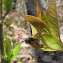 Cimbicid Sawfly