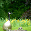 Canadian Goose