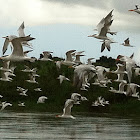 Charranes