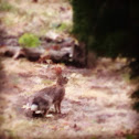 Cottontail Rabbit