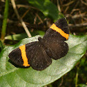 Stichelia