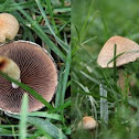 Psathyrella velutina
