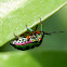 Green Jewel Bug