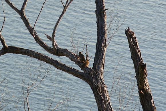Spotting Image 1