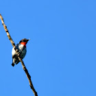 grey-sided flowerpecker