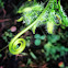 Cucumber