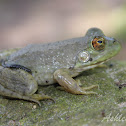 American Bullfrog