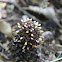Balanophora