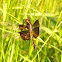 Widow Skimmer Dragonfly