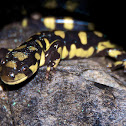 Tiger Salamander