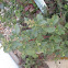 Common Ragweed