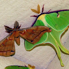 Luna and Polyphemus Moths
