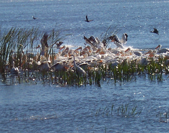 Spotting Image 1