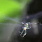 Orchard Orbweaver