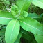 Milkweed 
