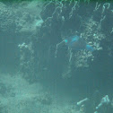 Parrotfish