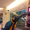 Blue and Yellow Macaw or Guacamayo azul