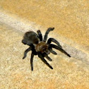 Texas brown tarantula