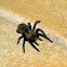 Texas brown tarantula