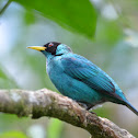 Mielero Verde