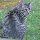 Cat and squirrel