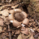 Earthstars.
