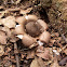Earthstars.