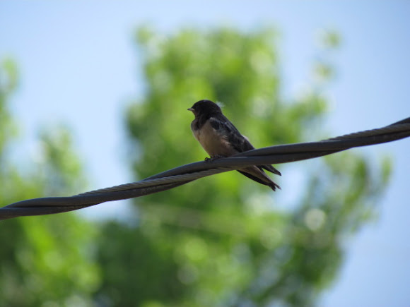 Spotting Image 1